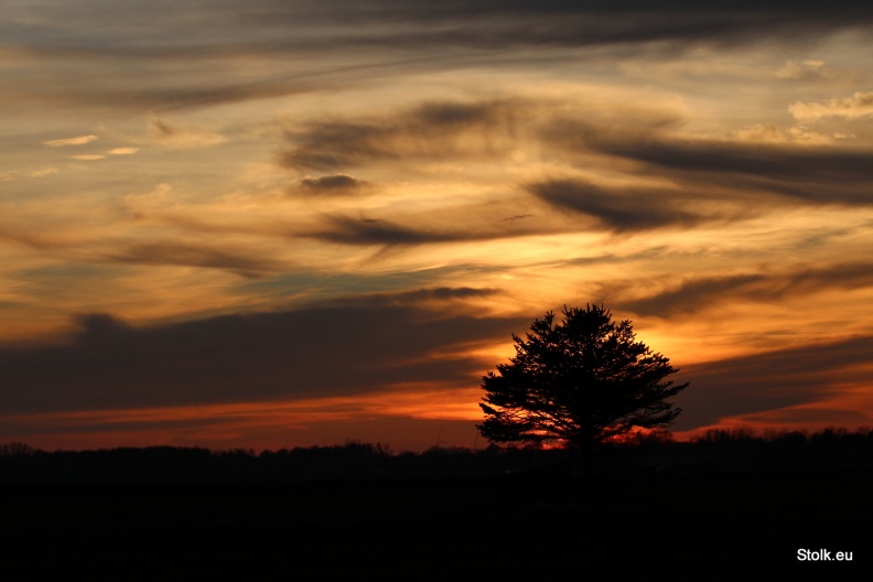 Eenzame boom tijdens zonsondergang 7-3-2015.JPG